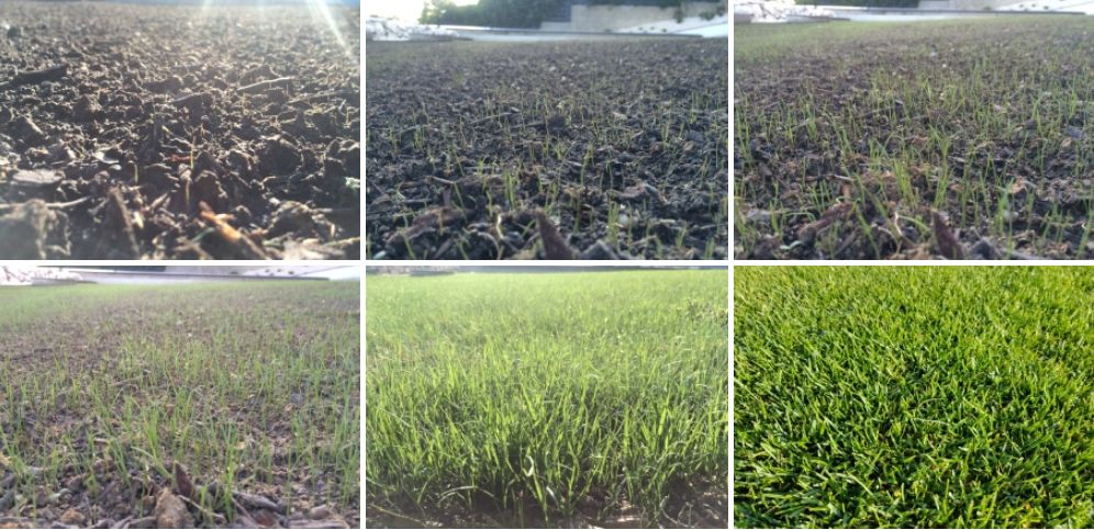 Rasen-Erneuerung mit Hydrosaat